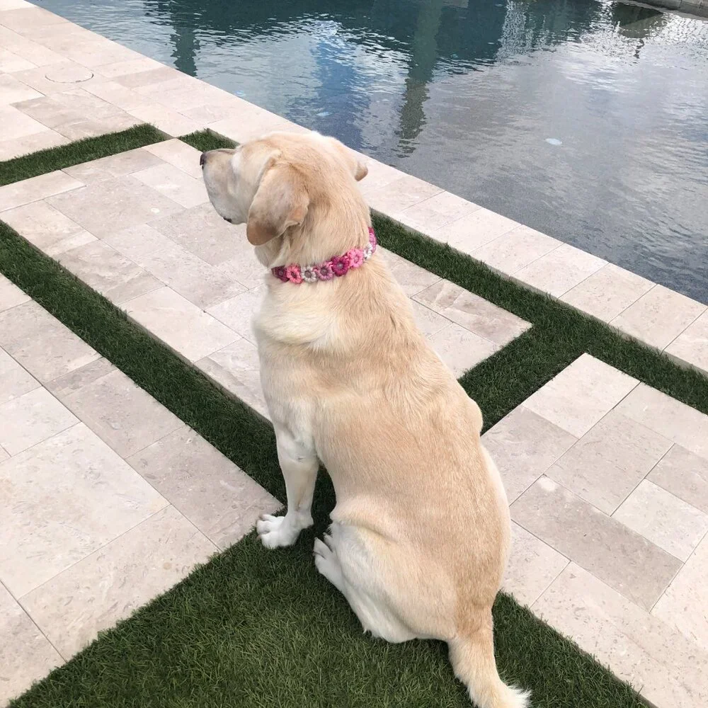 Pink Flower Dog Collar ~ Adjustable 15